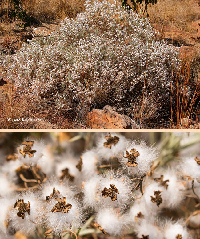 Eriocephalus longifolius